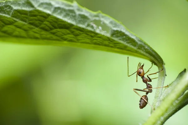 Rode ant in macro — Stockfoto