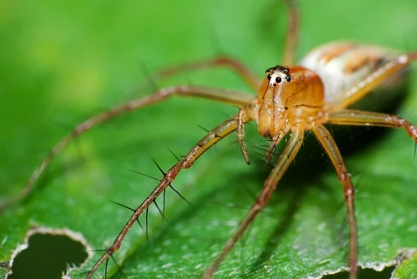 Araña lince — Foto de Stock