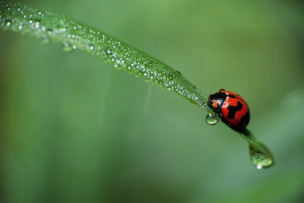 Islak ladybugs — Stok fotoğraf