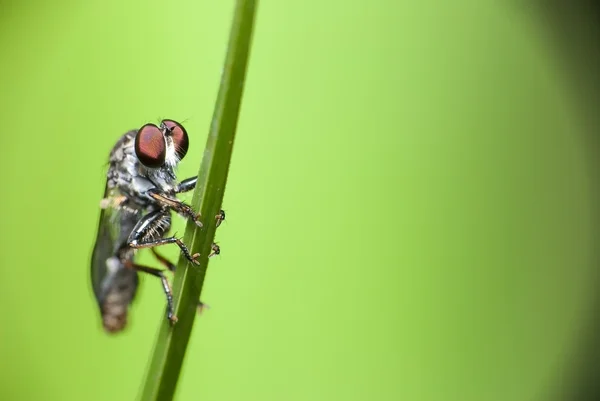 Robberfly in Aktion — Stockfoto