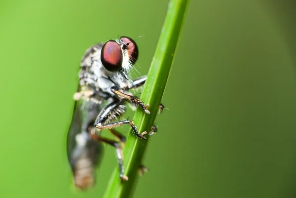 Roberfly Pendurado — Fotografia de Stock