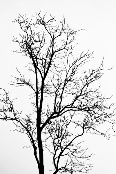 stock image Dead tree