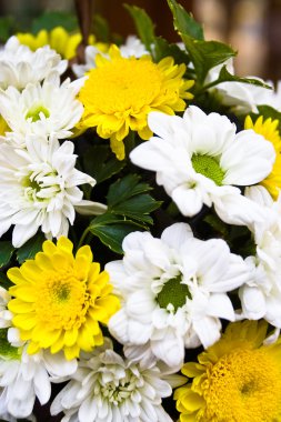 Beyaz ve sarı çiçekler