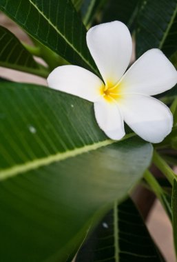 Plumeria çiçek