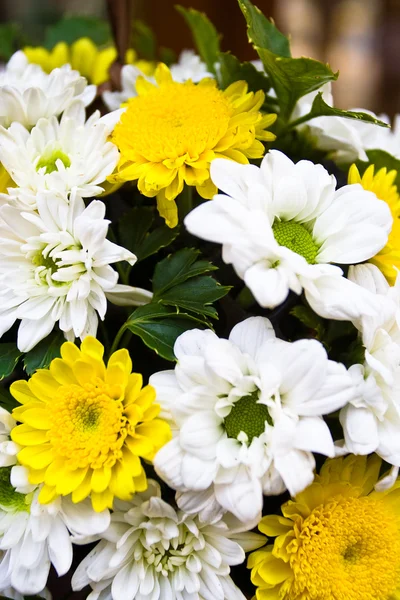 Stock image White and yellow flowers