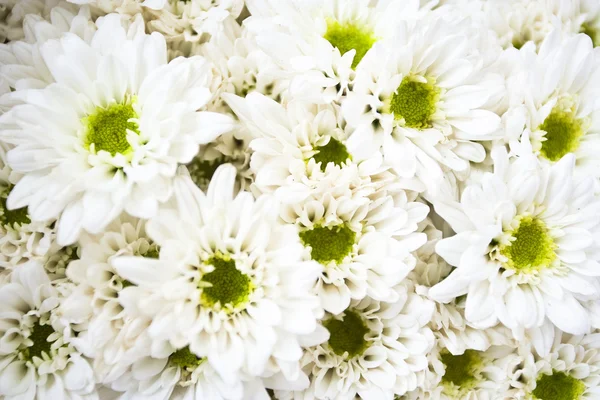 stock image White flowers