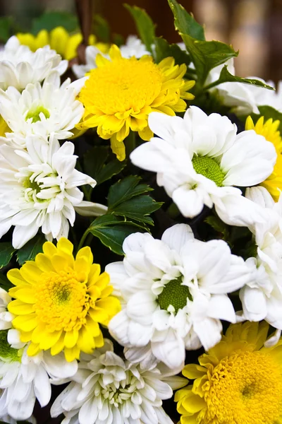 stock image White and yellow flowers