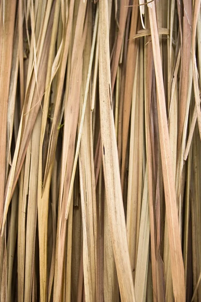 Dry palm leaves — Stock Photo, Image