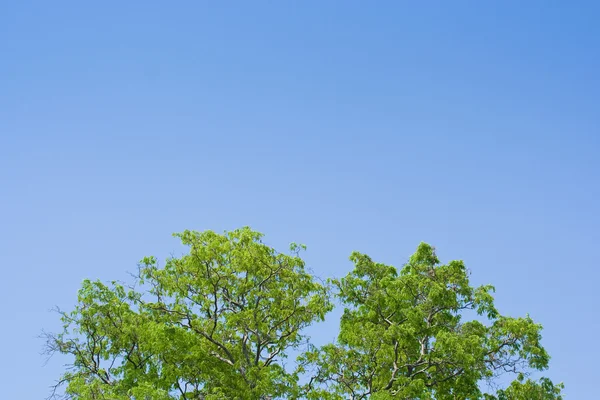 stock image Trees and open sky