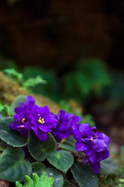 Flores púrpuras Imágenes de stock libres de derechos