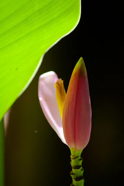 Banana blossom — Stock Photo, Image