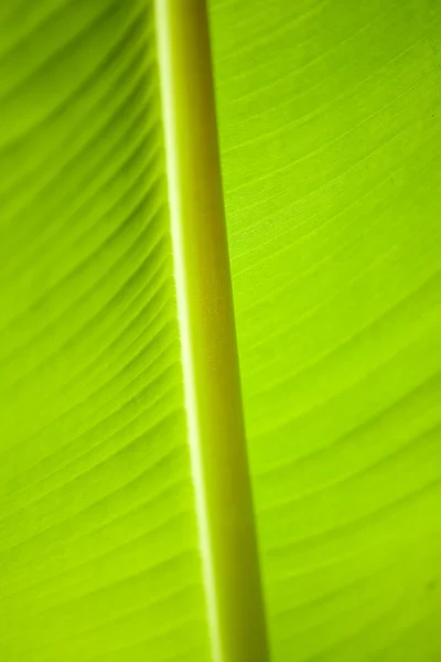 香蕉叶 — 图库照片