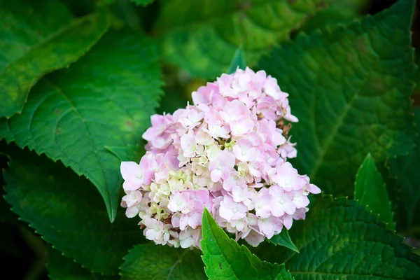Flor de hortênsia — Fotografia de Stock