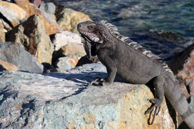 Kayadaki iguana