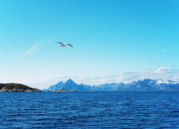 Gaviota sobre mar noruego — Foto de Stock