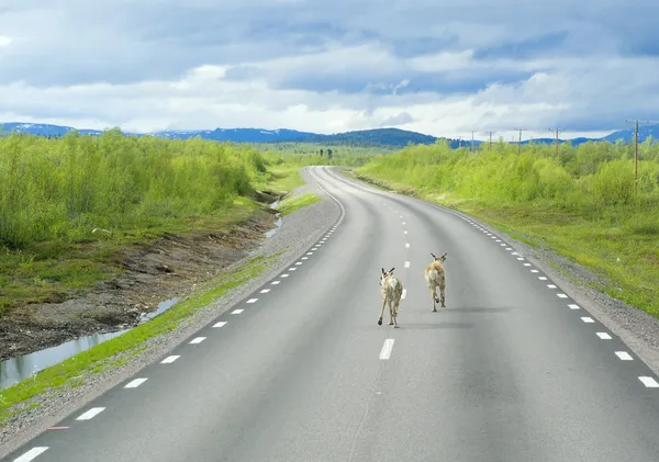 Veado correndo no caminho da Lapônia — Fotografia de Stock