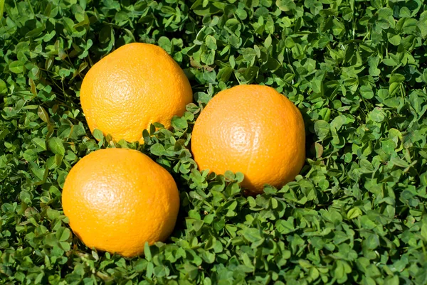 Оранжевый на зеленой траве — стоковое фото