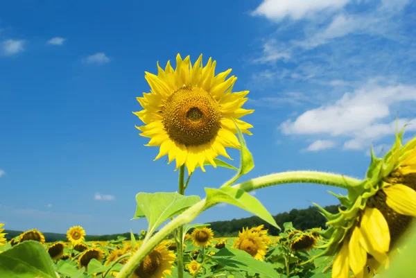 Zonnebloemen tegen de blauwe hemel met wolken — Stockfoto