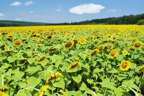 Fält av solrosor i en solig sommardag — Stockfoto