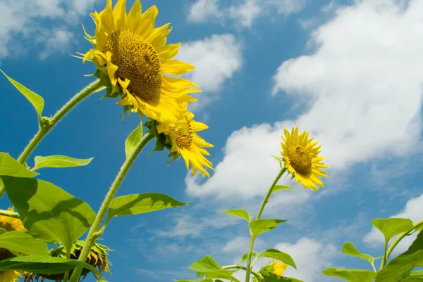 Tři slunečnice proti obloze mraky — Stock fotografie