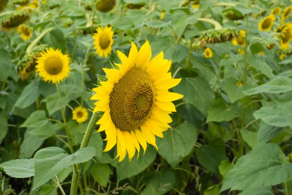 Pole slunečnic v letní slunečný den — Stock fotografie