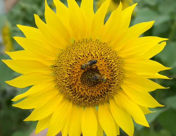 Dos abejas en un girasol en un día soleado —  Fotos de Stock
