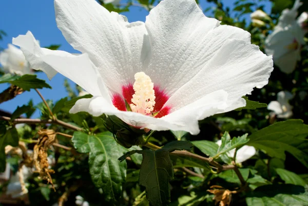 stock image White flower is on the green backround