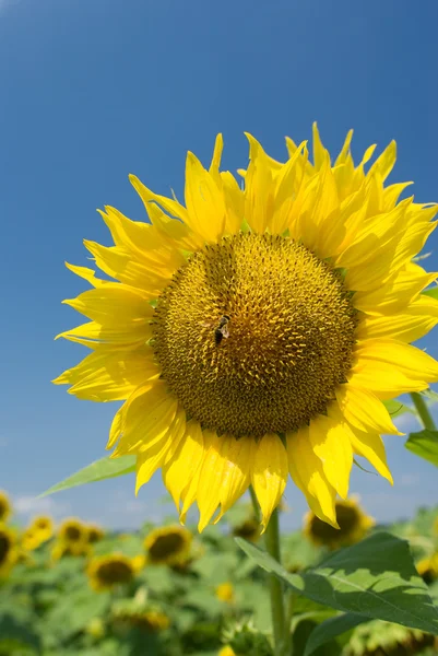 Una abeja en un girasol en un día soleado —  Fotos de Stock