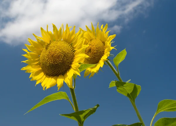 Two sunflowers against the sky with clouds — Stock Photo, Image