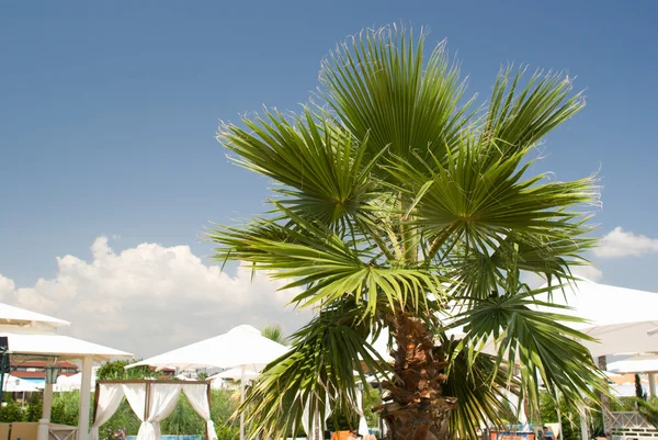 stock image Palm tree against the blue sky and umbrellas