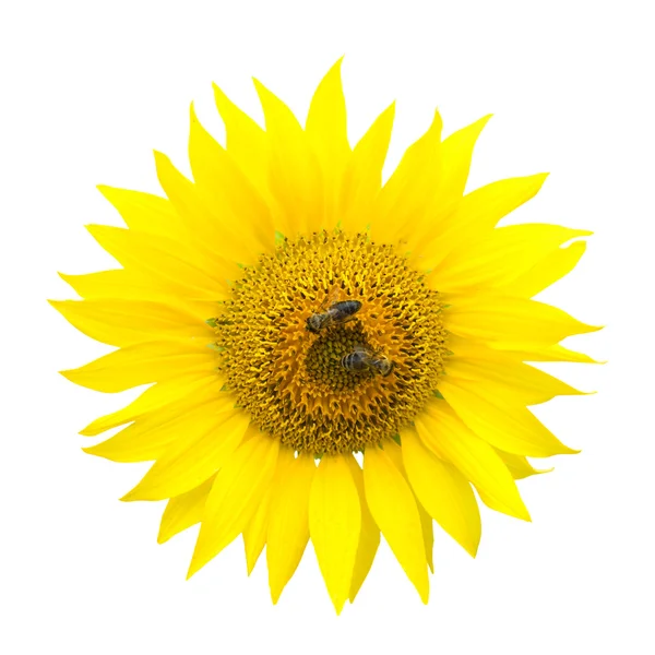 Zwei Bienen auf einer Sonnenblume — Stockfoto
