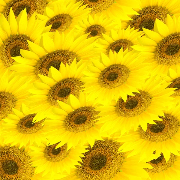 Pozadí je slunečnice — Stock fotografie