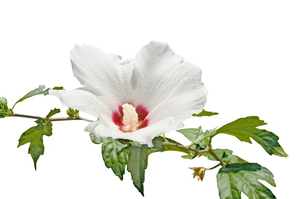 Isolerade vita blommor på vit bakgrund — Stockfoto