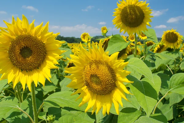 Pole slunečnic v letní slunečný den — Stock fotografie