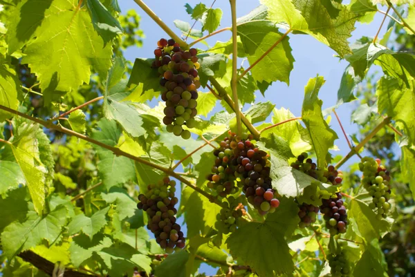 stock image Ripening grapes on a vineyard in clear day