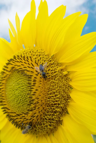 Två bin på en solros i sommardag — Stockfoto