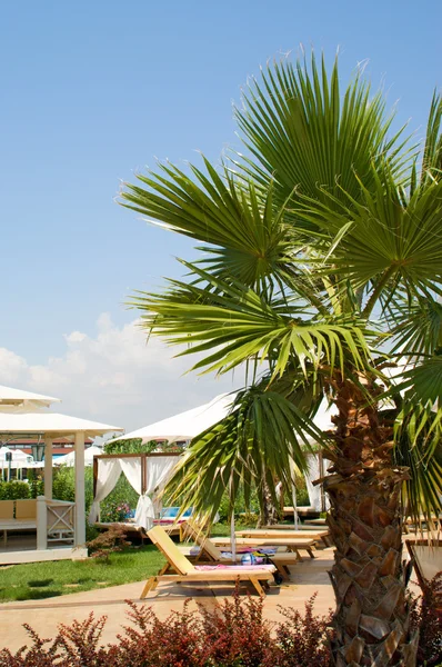 Palmiye ağacı gökyüzü ve şemsiye karşı — Stok fotoğraf