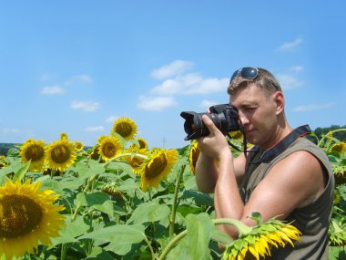 güneşli bir günde ayçiçeği tarlası fotoğrafçı