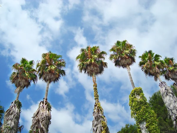 Mavi bulutlu gökyüzü palmiye ağaçları — Stok fotoğraf