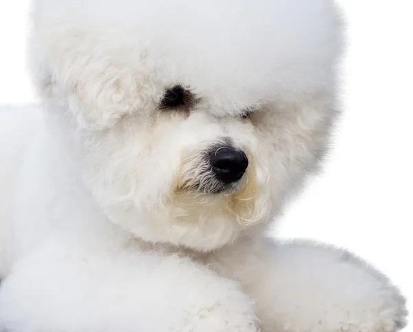 Λευκό σκυλί για το λευκό φόντο — Φωτογραφία Αρχείου