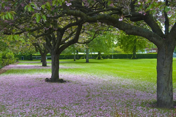 벚꽃 나무 — 스톡 사진
