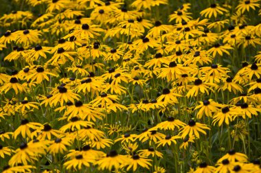 Leucanthemum