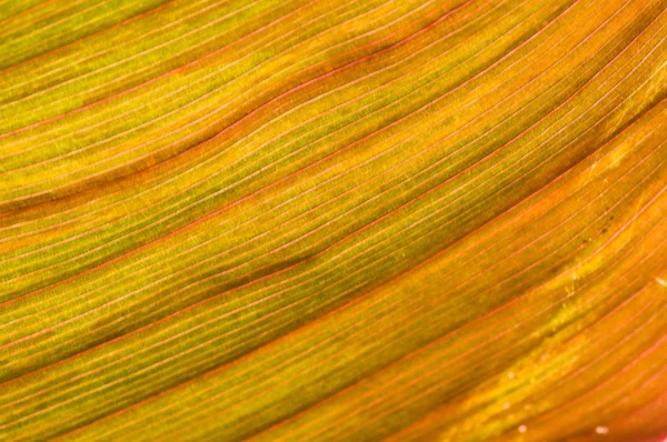 Macro of a leaf — Stock Photo, Image
