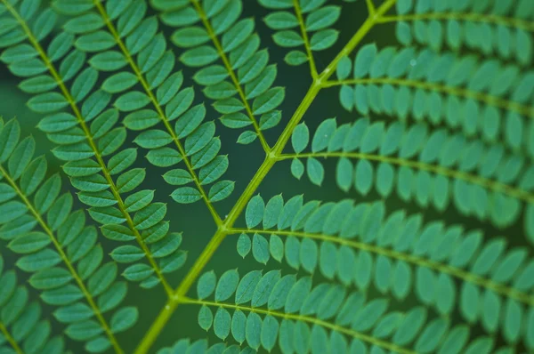 Макрос листя — стокове фото