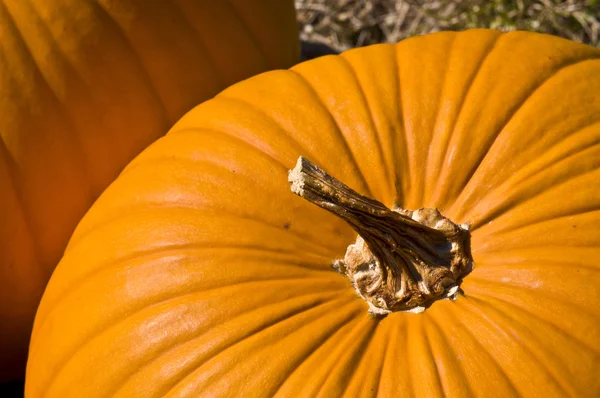 stock image Pumpkins