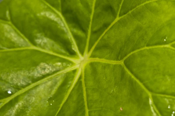 Makro bir yaprak — Stok fotoğraf