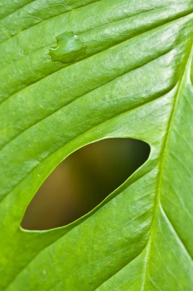 Makro av ett löv — Stockfoto