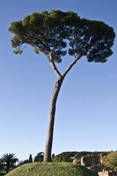 stock image Stone pine