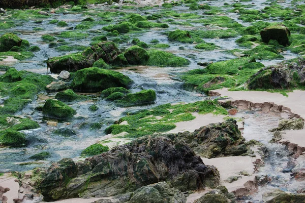 Algae on a beach — Stock Photo, Image