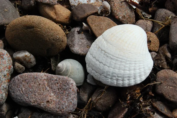 Muscheln auf Steinen — Stockfoto